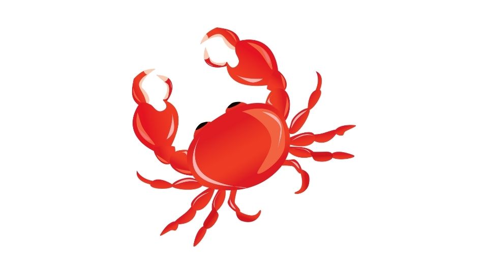 crab illustration