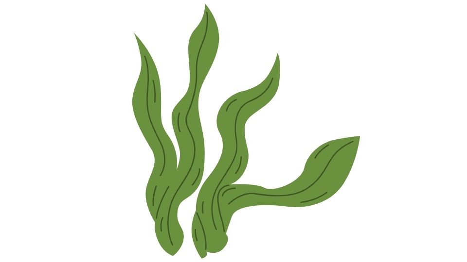 grass illustration