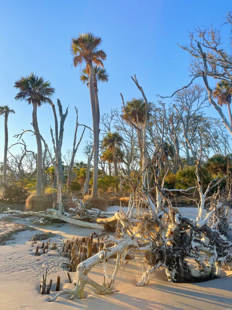 Experience the Wild Side: Daufuskie Island Eco Tour You Can’t Miss