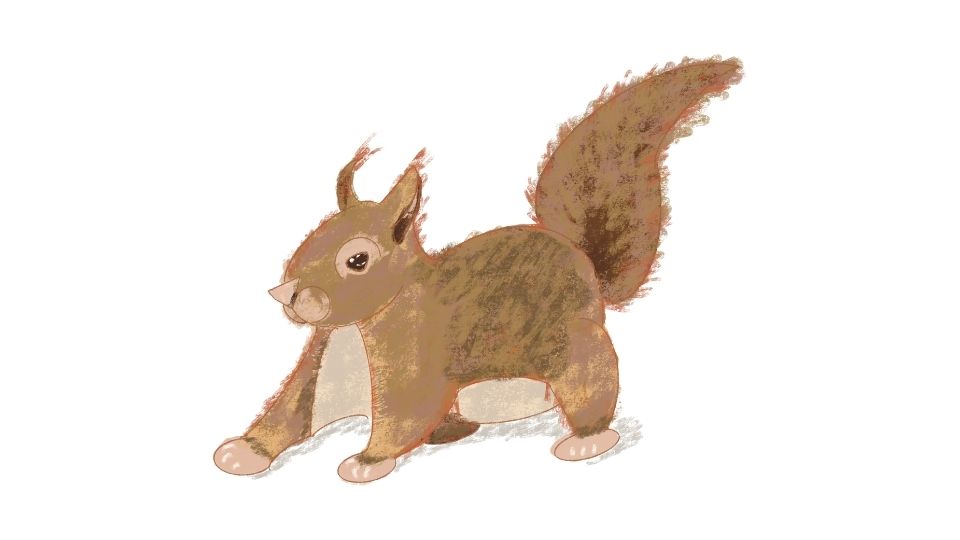 squirrel